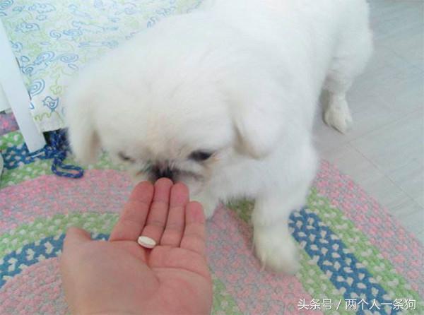 养狗一个月要花多少钱