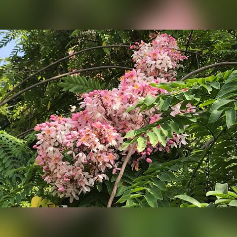 南宁银林山庄在哪里？