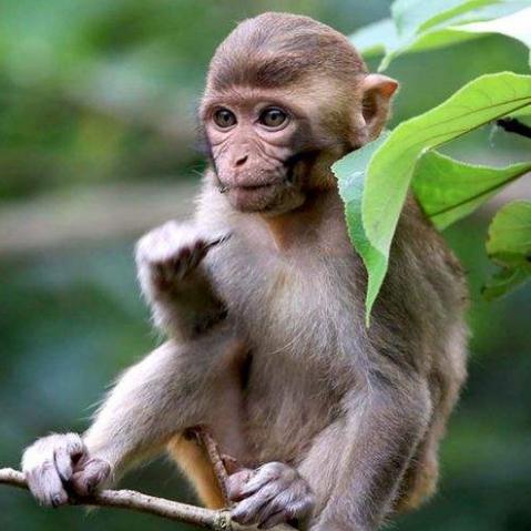 今天猴的生肖运势(今天生肖猴财运)