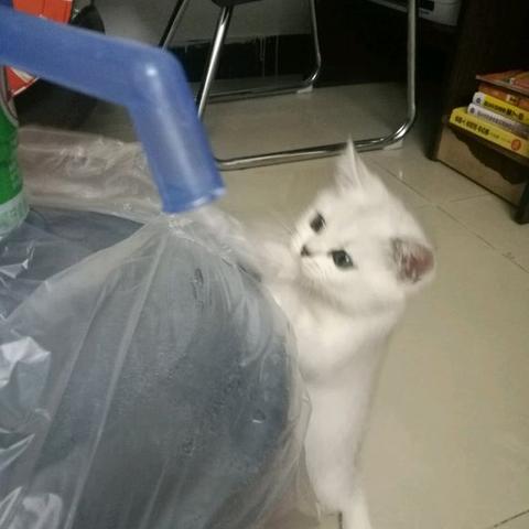 东莞市顺风车怎么打