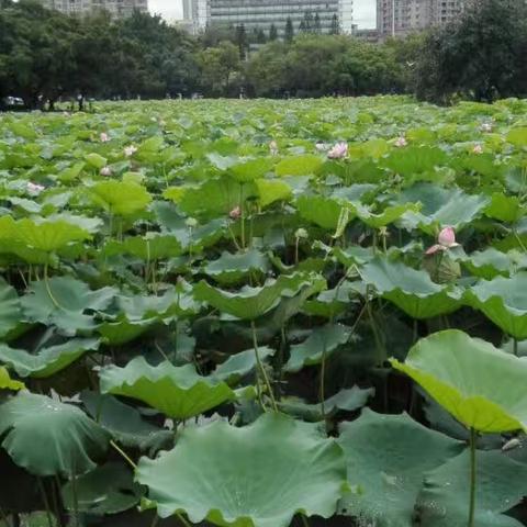深圳市笋岗西路是哪个区