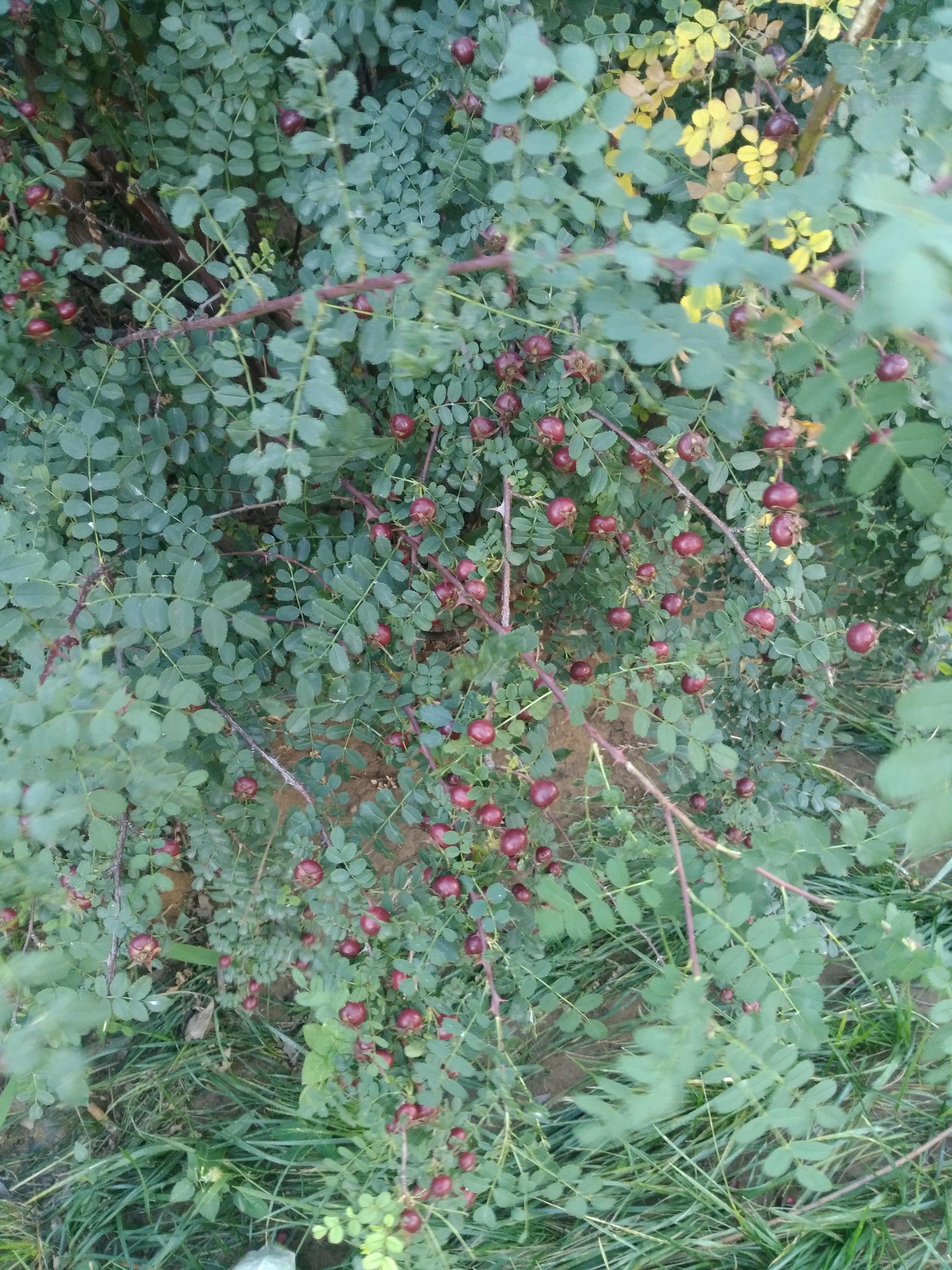 黄刺玫果实能吃吗,蓝亚麻是属于地被类的植物吗?