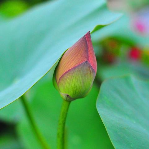 东莞市哪里可以看荷花