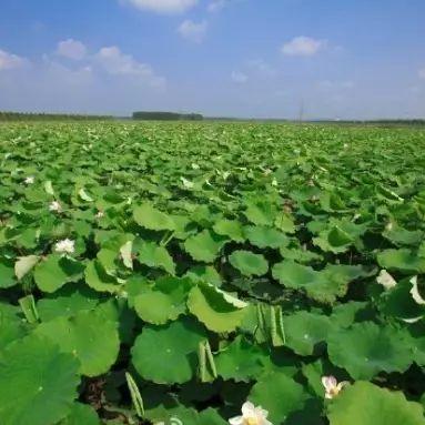 临沂市各区地图分布的长尾关键词有什么