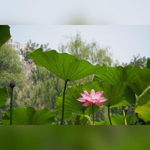 科目三石家庄市哪里考