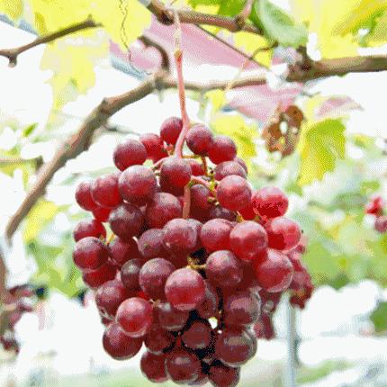 福州好玩吗值得去吗？