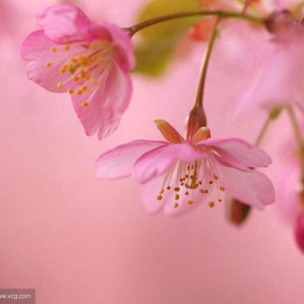 十二生肖猴的感情运势如何(生肖猴的爱情运势)