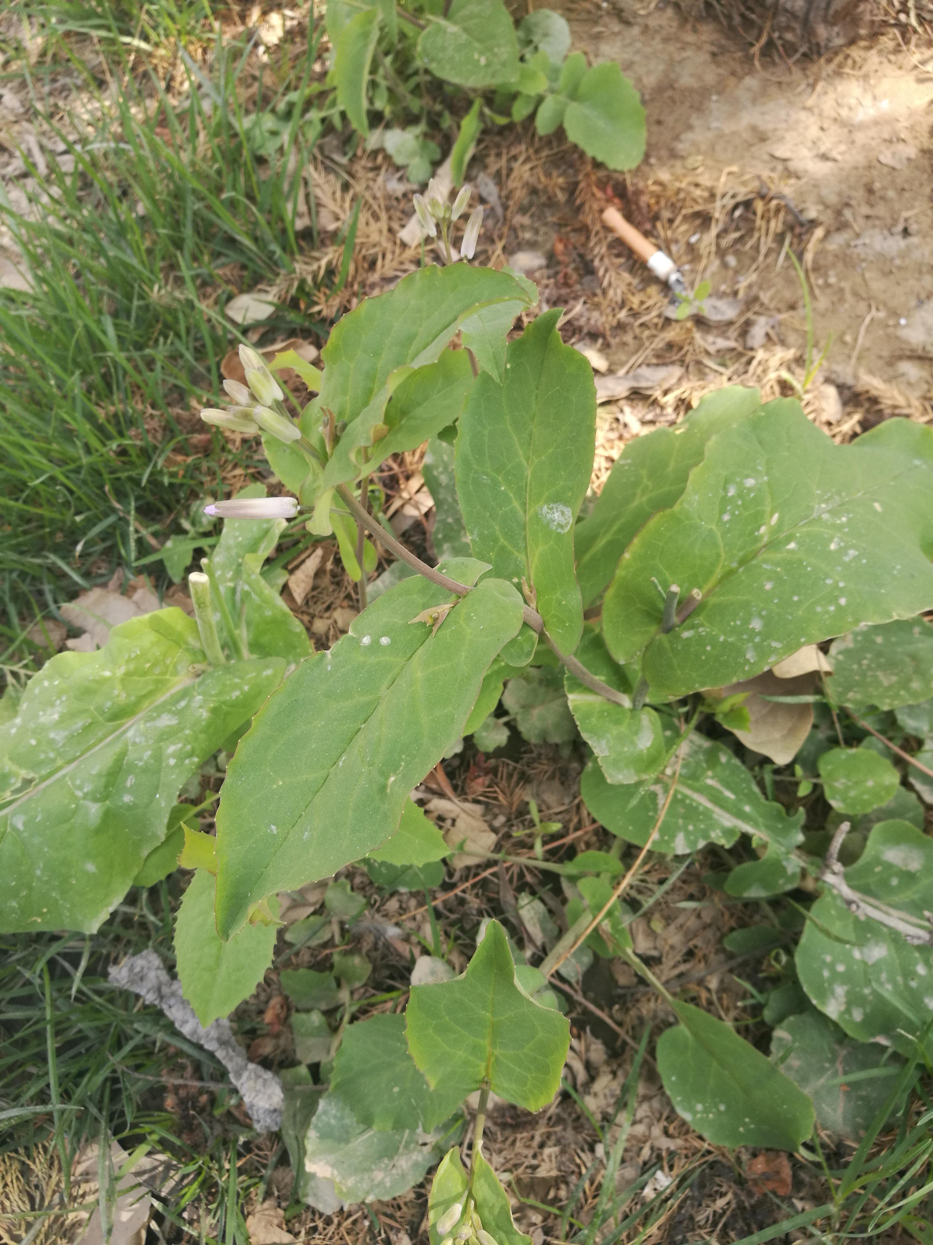 诸葛菜属,山东一种开蓝花的野菜叫什么菜?