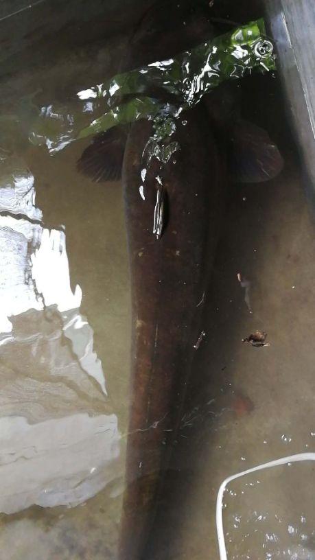 周旋三小时！三位成都钓友钓获90余斤大口鲶有人想花千元买下遭拒