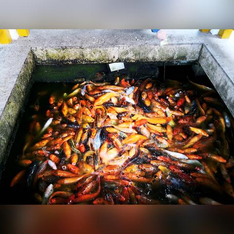 温州市公园鲤鱼种类的长尾关键词有什么