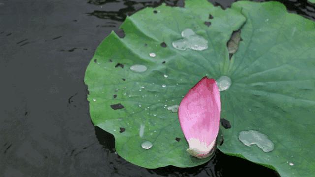 抖音1000粉丝平台
 ,