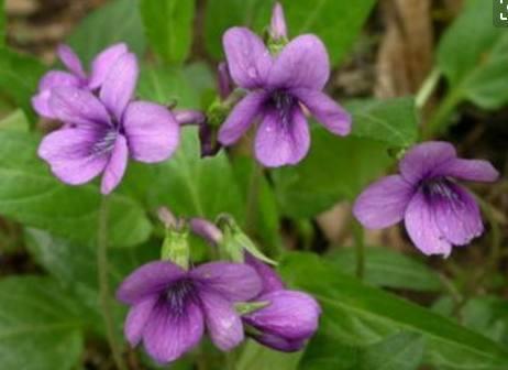 迈四方步是什么生肖，深度解析过程