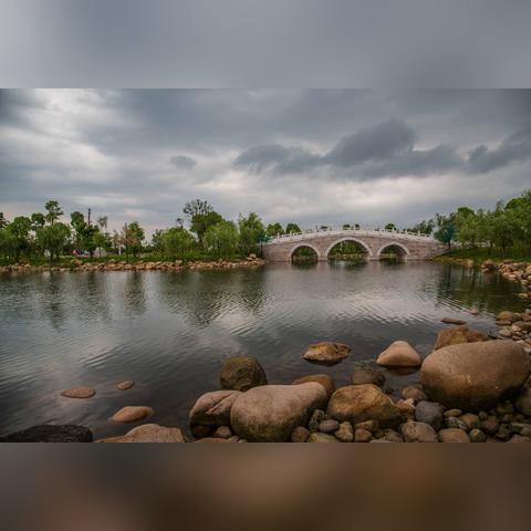 福建为什么没有银杏树了