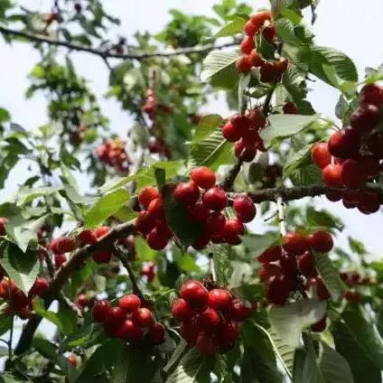 临沂市哪里有批发鸡蛋的