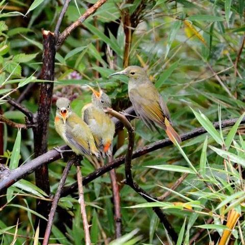 模拟飞行网站的长尾关键词有哪些