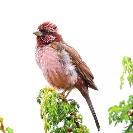 去轿子雪山天气温度的长尾关键词有哪些