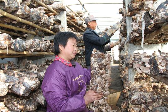 西峡县二郎坪镇：村头“小车间”助力“大扶贫”——产业扶贫+就业车间+经营主体多赢发展