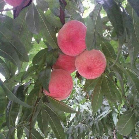 保定市满城桃子采摘的长尾关键词有哪些