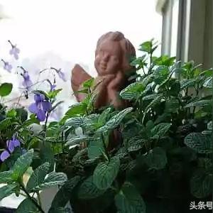 河南人到夏天吃什么饭菜