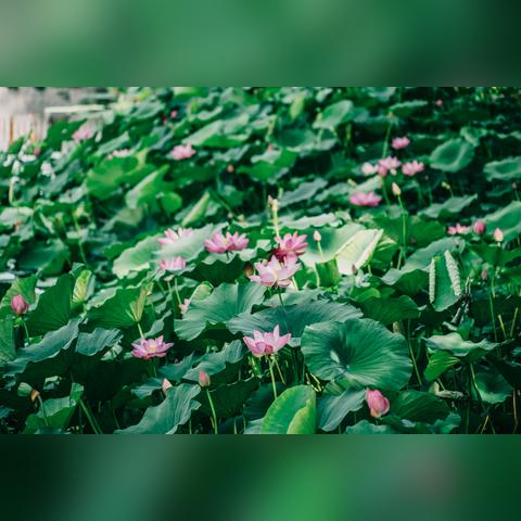 保定市看荷花的长尾关键词有哪些