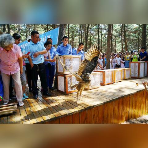 长春市19年二手猛禽的长尾关键词有哪些