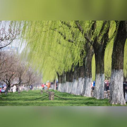 杭州历史第一树？