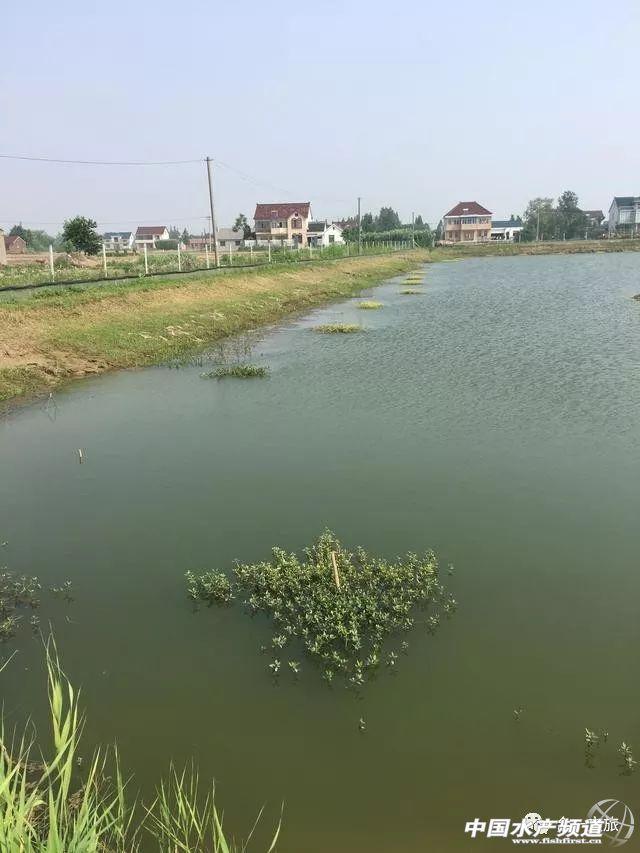 金鱼藻水草怎么养,金鱼藻可以养在小热带鱼的缸里吗?"