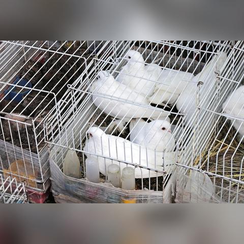 沈阳飞越鸽舍相关长尾关键词有哪些