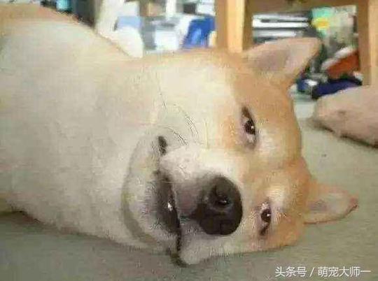 养狗这些6个小细节你注意到了吗？稍不注意，后果让人承受不起
