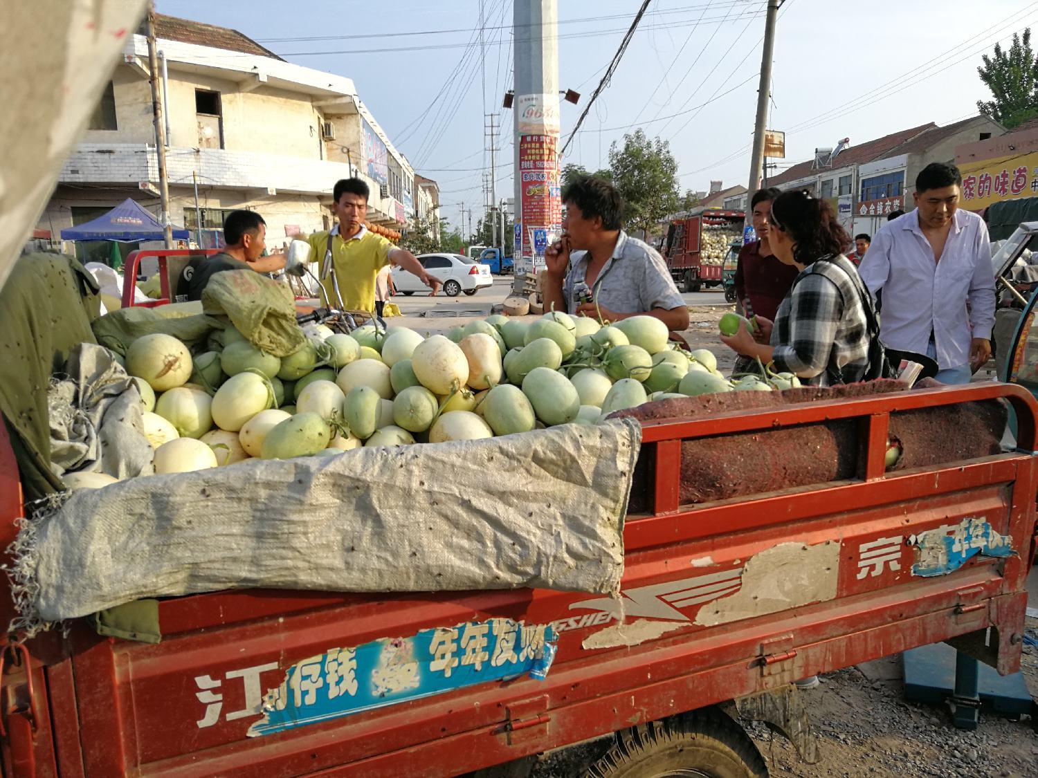 日结app注册拉新(萝卜怎么育种)