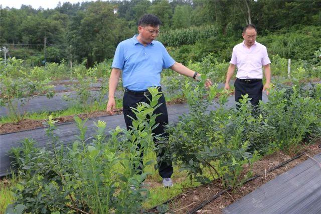 會東柑橘種植手藝培訓(xùn)_介紹做文