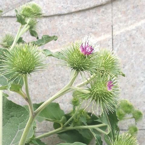 牛蒡全图 头条搜索