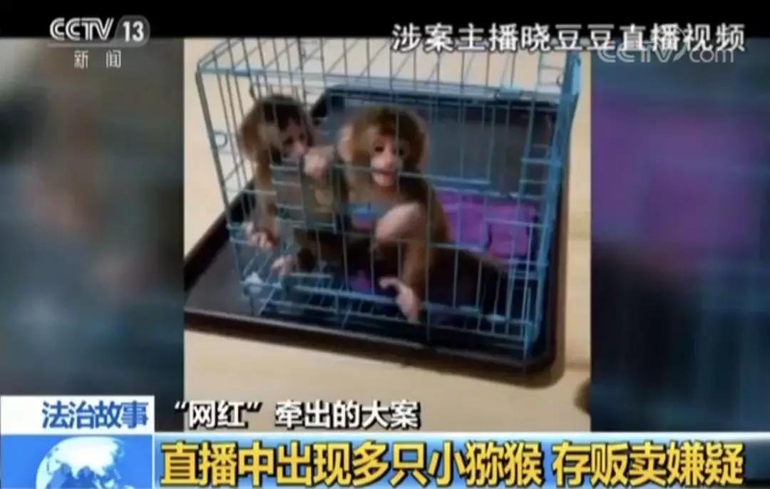 猴宝宝起名大全李姓,他们四家不怕落个背叛师门的名声吗