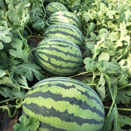 保定市甜王西瓜的长尾关键词有什么