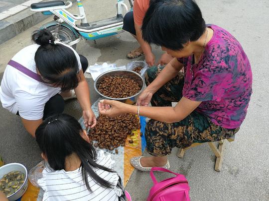 早市上这种稀罕物生意火爆，6毛一只遭抢购，一个早市可赚千元