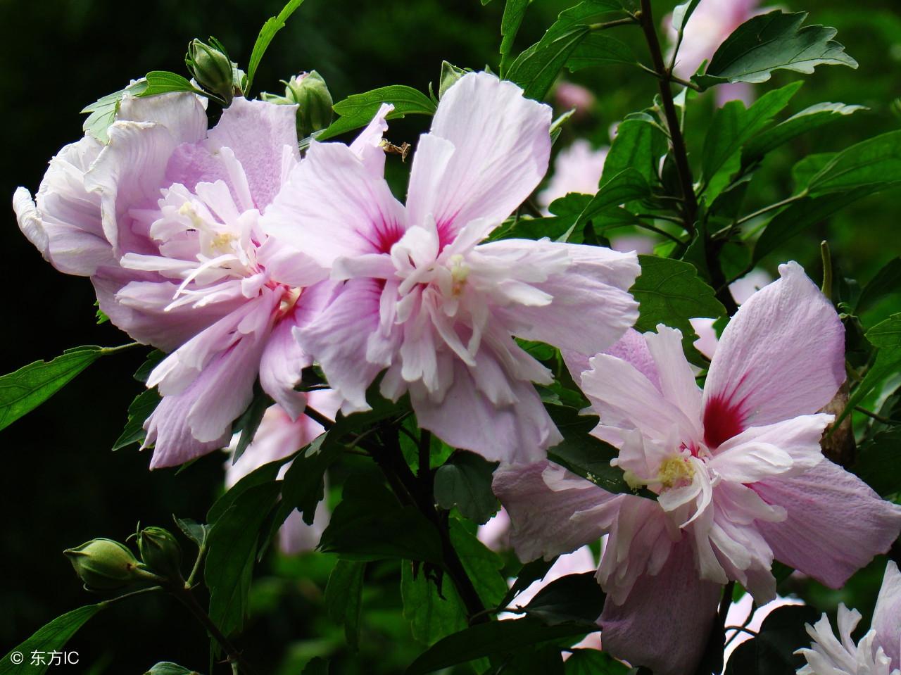 木槿花的花语,代表不死恨的花语花朵?