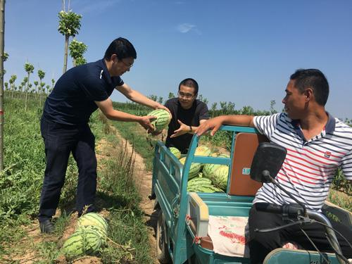 第一书记“牵线搭桥”，百亩“众筹”瓜园邀你来！