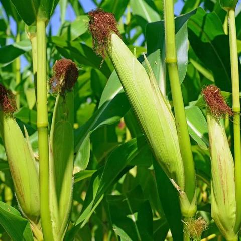 无锡市生态园图片的长尾关键词有什么