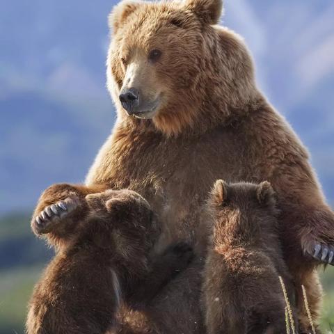 动物冬眠纪录片.动物冬眠科普？