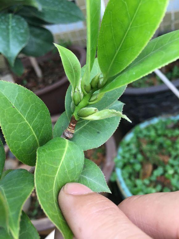 茶花盆栽的最佳时间,11月份带苞的茶花能栽活吗?