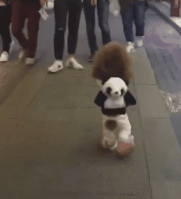 泰迪小色狗搞笑可爱萌萌哒gif