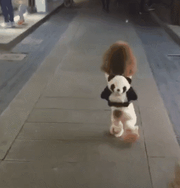 泰迪小色狗搞笑可爱萌萌哒gif