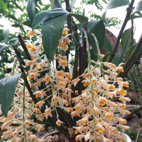 3月份南宁哪里有花看？