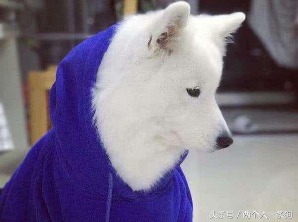 儿童游泳学得早智商高
