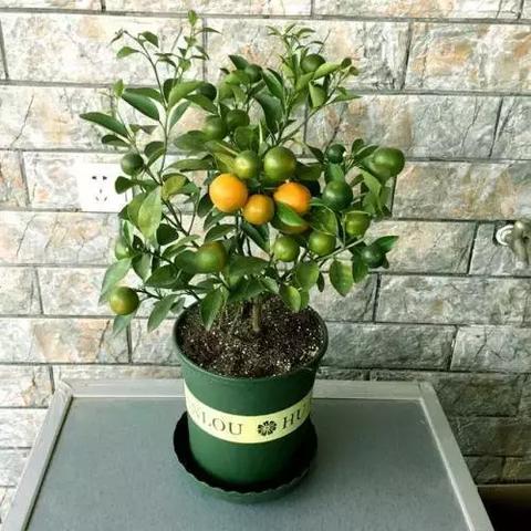 命里五行少了啥？这样查就懂了