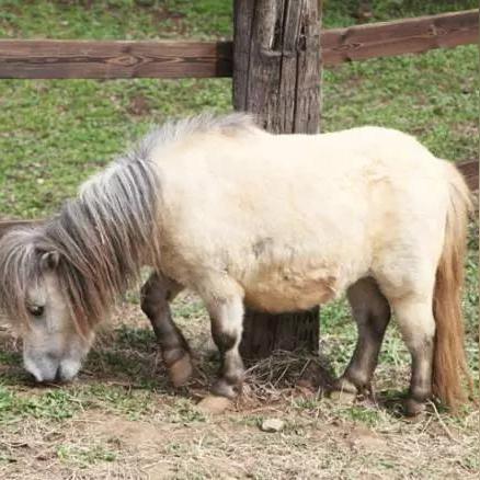 沈阳野生动物园好玩吗？沈阳森林野生动物园怎么样？