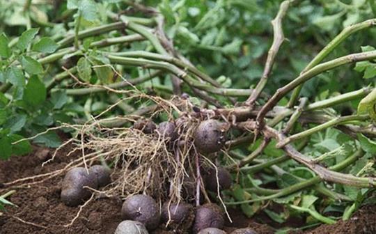 深度解析“黑色食品”种植发展前景，抓住特色农业种植大未来！