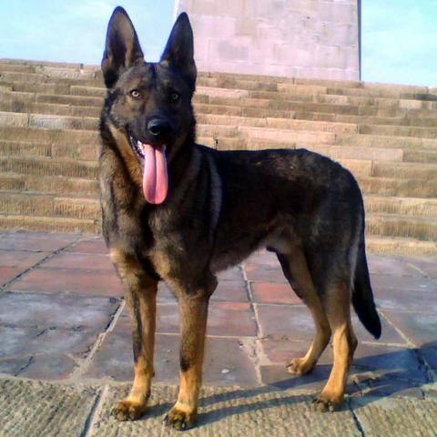 警犬品种大全及图片的长尾关键词是什么