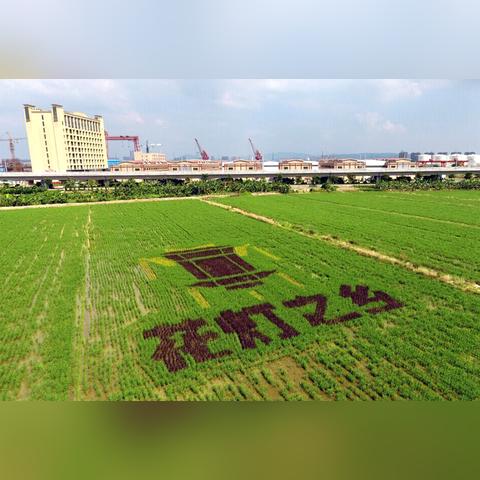 东莞市哪里看花灯最好的