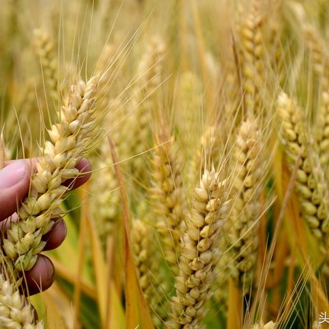 临沂市中国粮食库在哪里